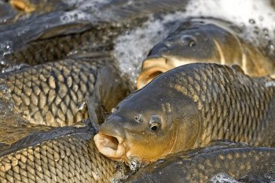 中国北方常见的淡水鱼品种,这7种最为常见