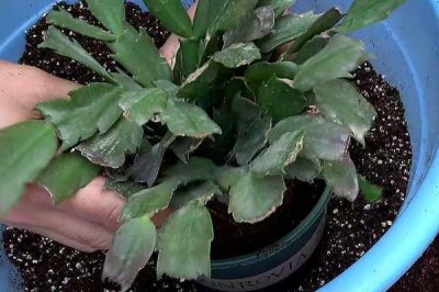 蟹爪兰的种植方式,种植之前要提前配制适宜的基质