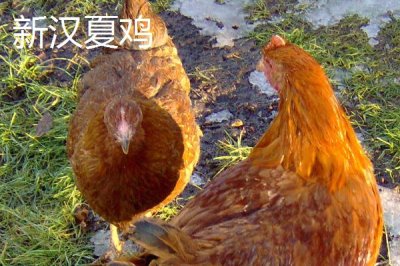 常见的蛋鸡品种,白来航鸡的年产蛋量可达到300枚