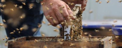 蜜蜂一年能取几次蜜,中蜂一般一年取1-2次