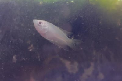 斗鱼小鱼怎么养,小斗鱼需要一天喂2-3次