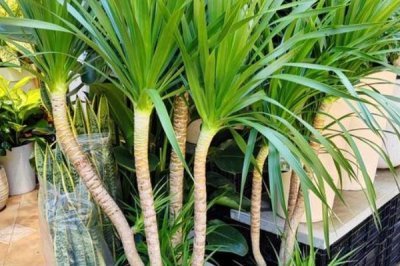 香龙血树的寓意,寓意着长寿