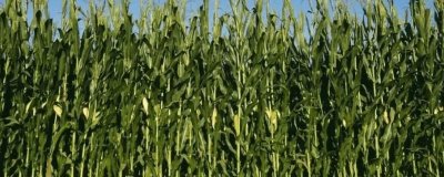 先玉1853玉米种子特征特性，种植密度每亩5500株左右