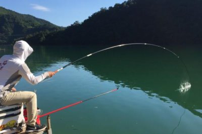 鲢鱼不开口的温度，低于5℃时会停止开口