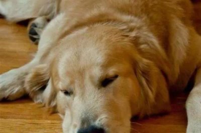 狗狗食欲不振的原因，可能是生病了