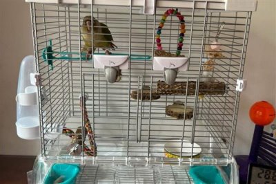 判断鹦鹉身上有虫的方式，常表现为羽毛杂乱且精神紧张