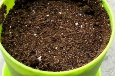 多肉灯泡怎么栽培，喜欢凉爽干燥的环境