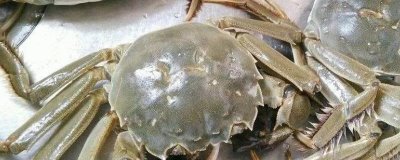 大闸蟹劣质蟹苗有哪些,药害苗、蜕壳苗和花色苗都属于