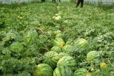 大棚西瓜的管理技术,出苗至真叶时需保证充足的光照