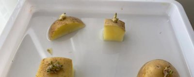 土豆能不能种在水里,可以在水中种植