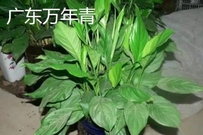 万年青的种类,不同品种各具特色