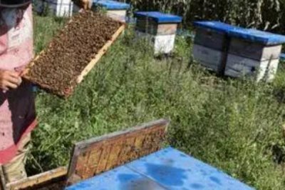 养蜂有没有补贴,取决于当地的政策