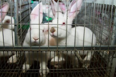 养兔需要具备哪些条件，首先根据数量决定场地大小
