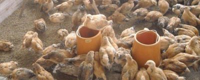 雏鸡采食量低的原因及解决办法,可能是育雏温度不佳或水质的原因