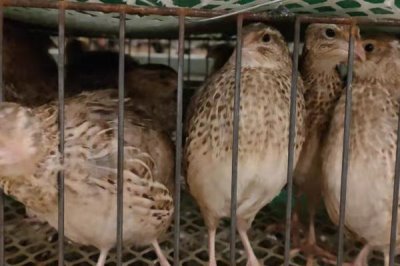 鹌鹑养殖常见问题,投喂过多的青料会排出绿色粪便