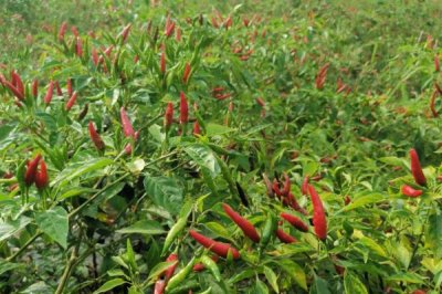 辣椒生长周期，从现蕾到坐果需要10-15天左右