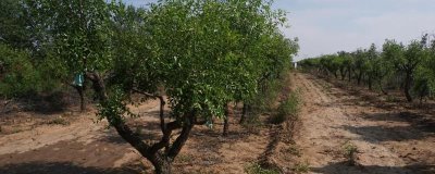 酸枣仁怎么种植,可采用嫁接的培育方式