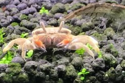 观赏螃蟹吃什么,鱼虾、红虫、螺蛳、浮萍等都可以吃