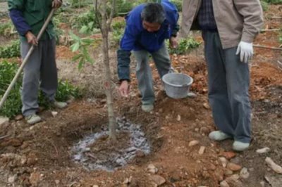 金桂的简介，属于木犀科常绿落叶大乔木