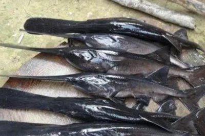 淡水能养殖鸭嘴鱼吗,只要水质符合就可以养