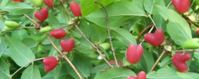 杈杷果属于喜阳还是喜阴植物，对光照的需求量较多