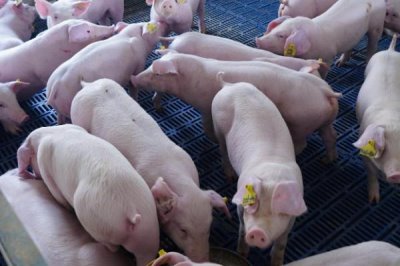 在没有非瘟的地区养生猪要注意什么,需避免从疫区购买种猪