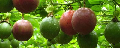 移栽百香果的要点，移栽不宜过密否则会影响生长