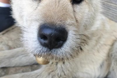 狗狗掉胡子的原因,可能是营养不足或遗传因素