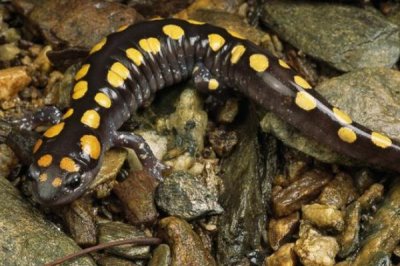 蝾螈吃什么东西，一般适合投喂活虫