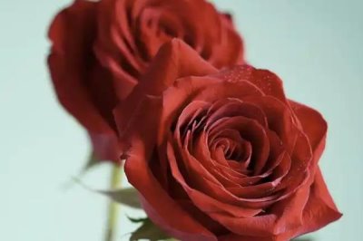 红玫瑰2朵一般送给谁，通常送给恋人