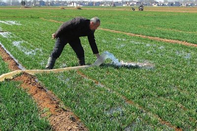 小麦多久浇一次水,通常每隔3-4个月浇1次水