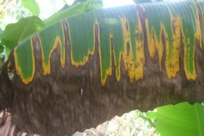 香蕉病虫害及防治方法,不同的病虫害采用不同的防治方法