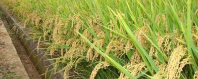 隆糯3号水稻品种简介，全生育期135.6天