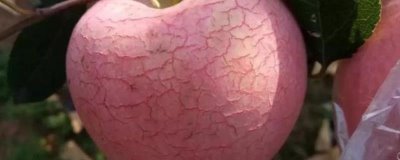 苹果水裂纹发生原因及防治方法,需对症下药