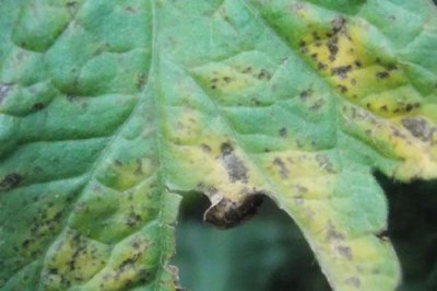 大棚番茄性斑疹病如何防治,反季节栽培的更容易发生病害