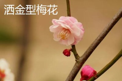 红梅的品种,品种较多各有特点