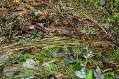 杂草沤肥的方法，把杂草放入加水的桶里即可