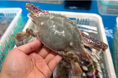 梭子蟹能人工养殖吗,梭子蟹通常可以人工养殖