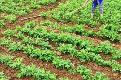 根外追肥的优点,肥料用量小且损失少