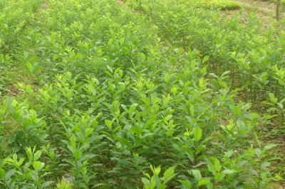 三华李树苗什么时候种植好,在12月20日至翌年2月5日种植为佳