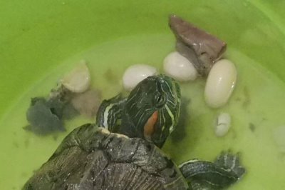 巴西龟的产蛋数量，一次可产下6-11枚左右