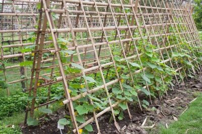 种植黄瓜的技术，发芽期间不宜浇水