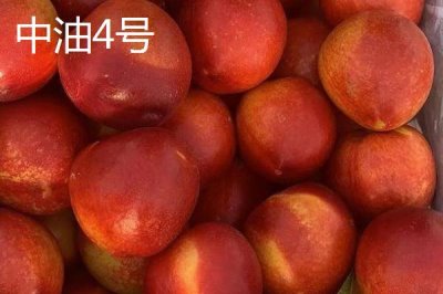 好吃的油桃品种,世纪之星果肉金黄、口感清脆甜美