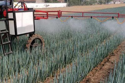 大葱高产施肥方法,播种前可将全部磷肥深施入土