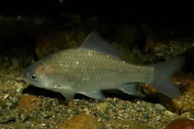 鲫鱼的食物,蚯蚓、螺肉、馒头、蛋黄等食物均可饲喂