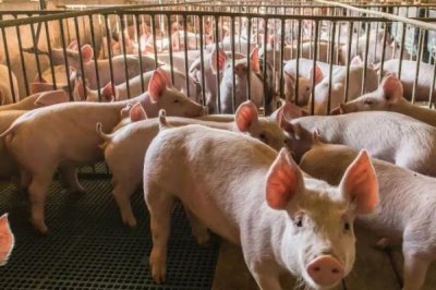 夏天怎么让猪快速生长,需注意做好通风降温等措施