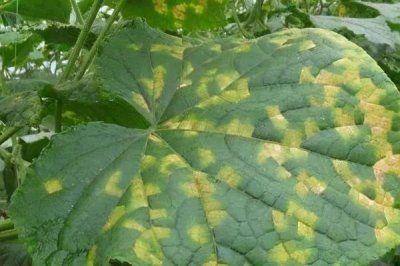 黄瓜靶斑病的防治方法,发病前需注意科学浇水