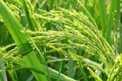 龙庆粳2水稻种子简介，普通粳稻品种