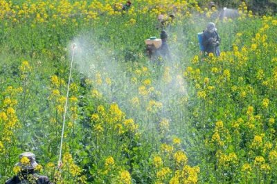 油菜叶色不正常的原因和解决方法，不同原因导致解决方法不同