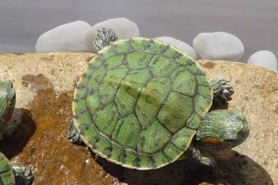 巴西龟怎么喂,要定量的给巴西龟投喂食物